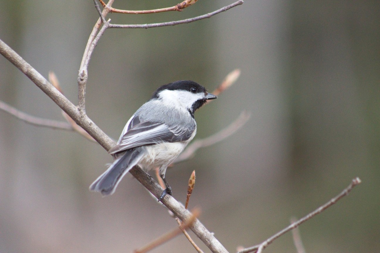 A small black-capped chickadee perched on a thin, bare tree branch in a natural forest setting. The bird displays its distinctive features: a black cap, white face, black throat patch, gray wings and back, and a soft white underbelly. It has a small pointed black beak and dark eye, looking to the right. The background is softly blurred with muted greens and browns, and small budding leaves on the branches suggest early spring.